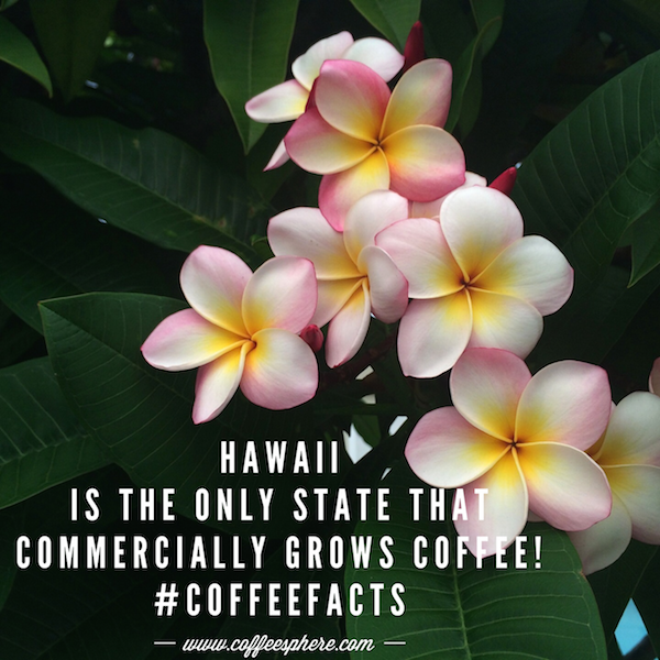 Coffee is grown commercially in Kona Hawaii.