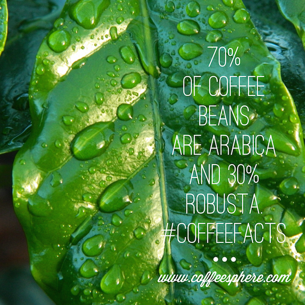 70% of coffee beans are Arabica and 30% Robusta. 