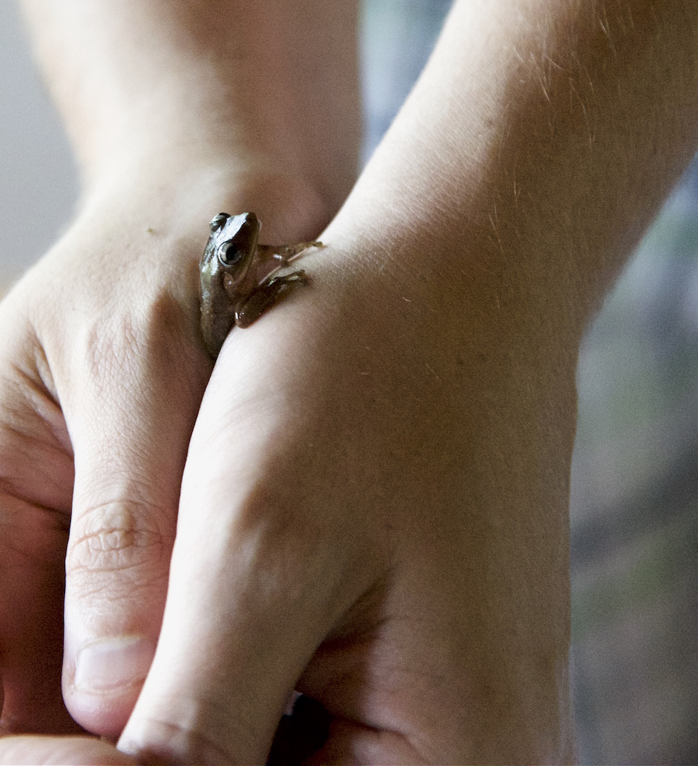 This cochi (Puerto Rican frog) was hoping around when we were enjoying our freshly brewed coffee