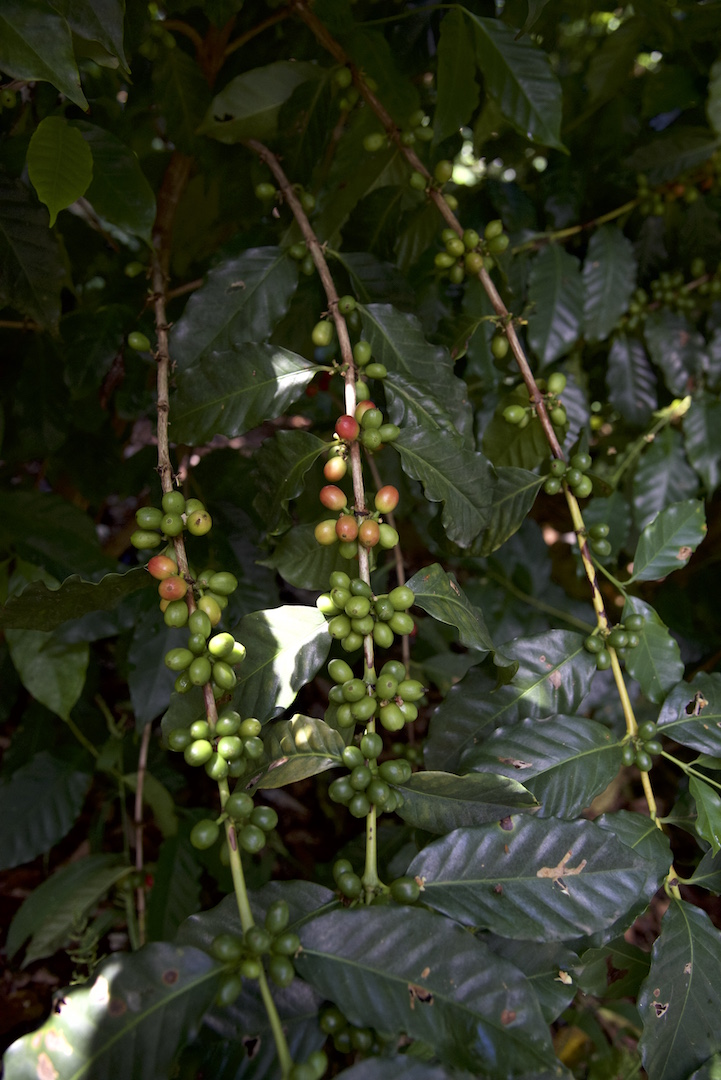 coffee cherries