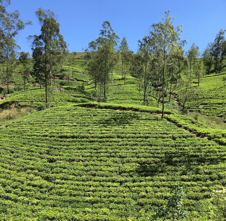 Drinking Coffee in Sri Lanka, a Tea Drinking Country