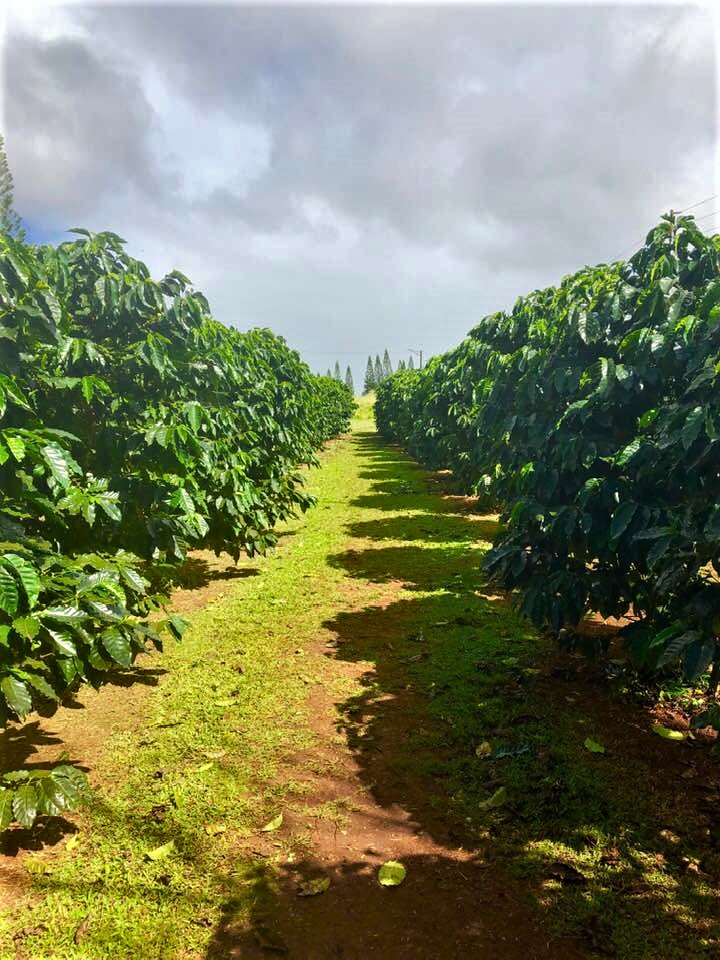 https://www.coffeesphere.com/wp-content/uploads/2019/06/Rows-of-Coffee-Trees-Green-World-CoffeeFarm-Oahu.jpg