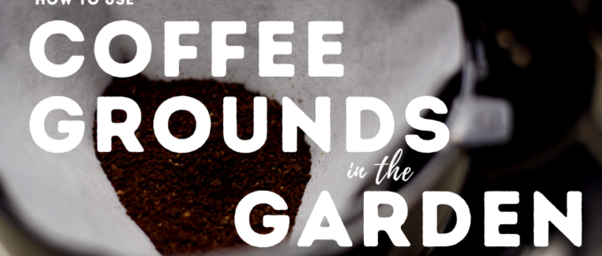 How to Use Coffee Grounds in the Garden